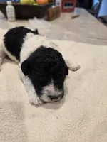 Lexi, a female Poodle - Standard  for sale in Temecula, CA – Photo 7 of 7