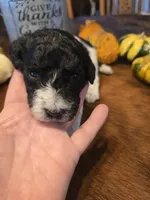 Lexi, a female Poodle - Standard  for sale in Temecula, CA – Photo 5 of 7