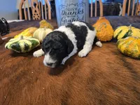 Lexi, a female Poodle - Standard  for sale in Temecula, CA – Photo 4 of 7