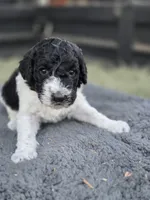 Lexi, a female Poodle - Standard  for sale in Temecula, CA – Photo 2 of 7