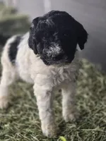 Cammi, a female Poodle - Standard  for sale in Temecula, CA – Photo 1 of 8