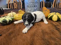 Cammi, a female Poodle - Standard  for sale in Temecula, CA – Photo 6 of 8