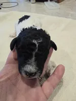 Cammi, a female Poodle - Standard  for sale in Temecula, CA – Photo 7 of 8