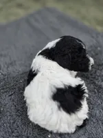 Cammi, a female Poodle - Standard  for sale in Temecula, CA – Photo 4 of 8