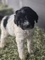 Cammi, a female Poodle - Standard  for sale in Temecula, CA – Photo 2 of 8