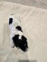 Cammi, a female Poodle - Standard  for sale in Temecula, CA – Photo 5 of 8