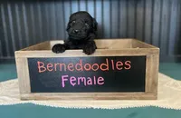 Obsidian, a female Bernedoodle for sale in Temecula, CA – Photo 2 of 2