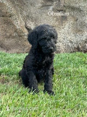 Obsidian, a female Bernedoodle for sale in Temecula, CA – Photo 1 of 2