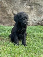 Obsidian, a female Bernedoodle for sale in Temecula, CA – Photo 1 of 2