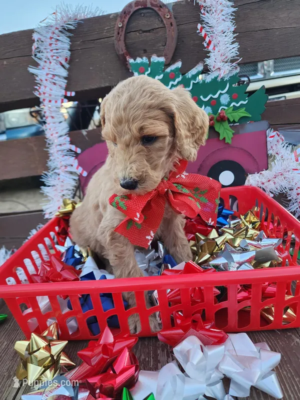 Love, a female Poodle - Standard  for sale in Temecula, CA – Photo 1 of 2