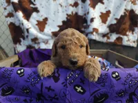 Love, a female Poodle - Standard  for sale in Temecula, CA – Photo 2 of 2