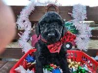 Coal, a male Poodle - Standard  for sale in Temecula, CA – Photo 1 of 2