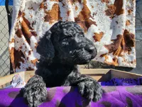 Coal, a male Poodle - Standard  for sale in Temecula, CA – Photo 2 of 2