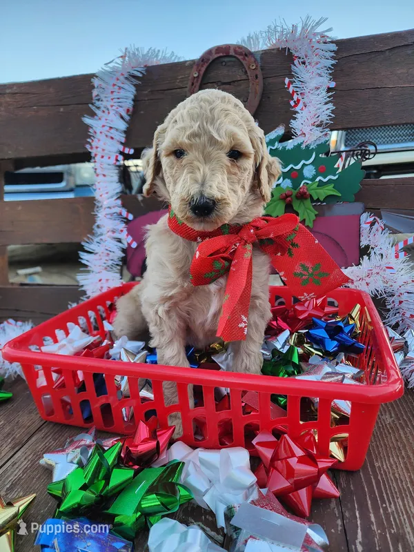 Sweetie, a female Poodle - Standard  for sale in Temecula, CA – Photo 1 of 2