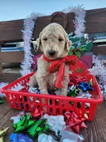 Sweetie, a female Poodle - Standard  for sale in Temecula, CA – Photo 1 of 2