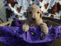 Sweetie, a female Poodle - Standard  for sale in Temecula, CA – Photo 2 of 2