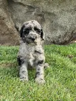 Bailey, a female Bernedoodle for sale in Temecula, CA – Photo 2 of 3