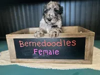 Bailey, a female Bernedoodle for sale in Temecula, CA – Photo 3 of 3