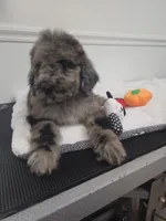 Bailey, a female Bernedoodle for sale in Temecula, CA – Photo 1 of 3