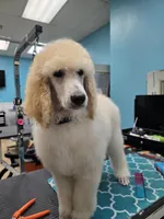 Hudson, a male Poodle - Standard  for sale in Temecula, CA – Photo 4 of 10