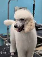 Hudson, a male Poodle - Standard  for sale in Temecula, CA – Photo 2 of 10