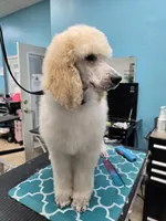 Hudson, a male Poodle - Standard  for sale in Temecula, CA – Photo 7 of 10