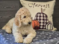 Hudson, a male Poodle - Standard  for sale in Temecula, CA – Photo 8 of 10