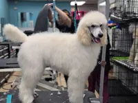 Hudson, a male Poodle - Standard  for sale in Temecula, CA – Photo 1 of 10