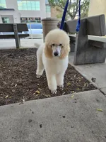 Hudson, a male Poodle - Standard  for sale in Temecula, CA – Photo 5 of 10