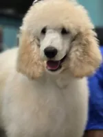 Hudson, a male Poodle - Standard  for sale in Temecula, CA – Photo 6 of 10