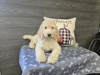 Hudson, a male Poodle - Standard  for sale in Temecula, CA – Photo 9 of 10