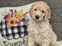 Hudson, a male Poodle - Standard  for sale in Temecula, CA – Photo 10 of 10