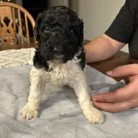 Eve, a female Poodle - Standard  for sale in Temecula, CA – Photo 5 of 10