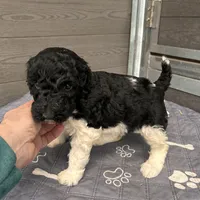 Eve, a female Poodle - Standard  for sale in Temecula, CA – Photo 2 of 10