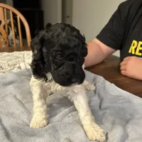 Eve, a female Poodle - Standard  for sale in Temecula, CA – Photo 7 of 10