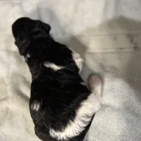 Eve, a female Poodle - Standard  for sale in Temecula, CA – Photo 9 of 10