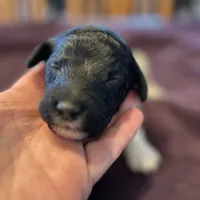 Eve, a female Poodle - Standard  for sale in Temecula, CA – Photo 8 of 10