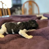 Eve, a female Poodle - Standard  for sale in Temecula, CA – Photo 10 of 10