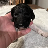 Eve, a female Poodle - Standard  for sale in Temecula, CA – Photo 6 of 10