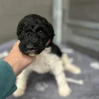 Eve, a female Poodle - Standard  for sale in Temecula, CA – Photo 3 of 10