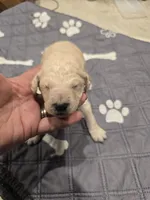 Draco, a male Poodle - Standard  for sale in Temecula, CA – Photo 7 of 7