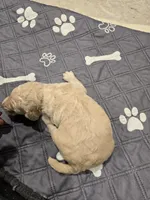 Draco, a male Poodle - Standard  for sale in Temecula, CA – Photo 5 of 7