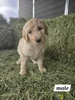 Draco, a male Poodle - Standard  for sale in Temecula, CA – Photo 2 of 7