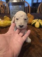 Draco, a male Poodle - Standard  for sale in Temecula, CA – Photo 4 of 7