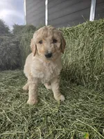 Draco, a male Poodle - Standard  for sale in Temecula, CA – Photo 3 of 7