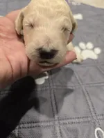 Draco, a male Poodle - Standard  for sale in Temecula, CA – Photo 6 of 7