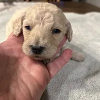 Hope, a female Poodle - Standard  for sale in Temecula, CA – Photo 3 of 4