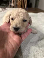 Hope, a female Poodle - Standard  for sale in Temecula, CA – Photo 3 of 4