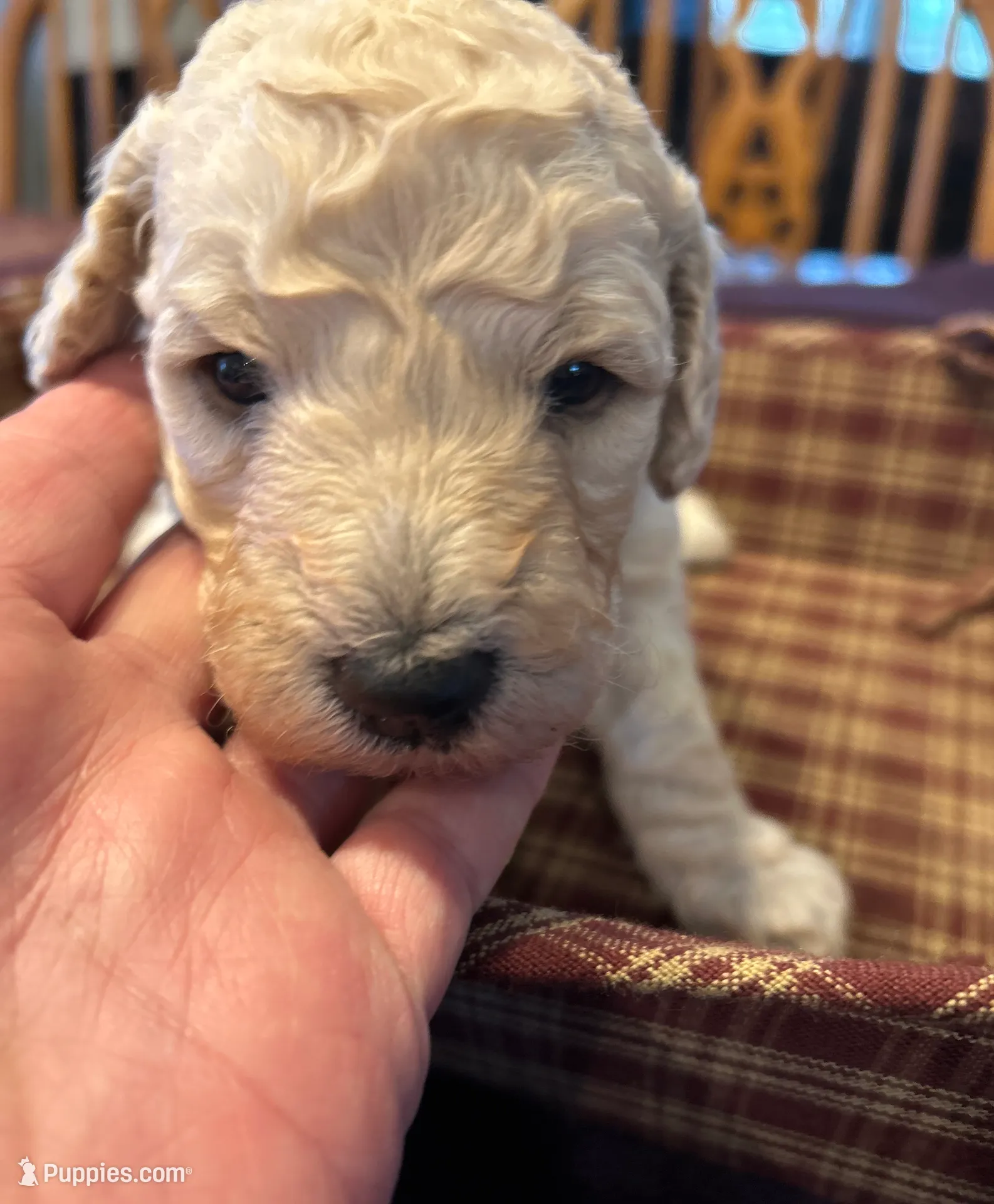 Hope, a female Poodle - Standard  for sale in Temecula, CA – Photo 2 of 4