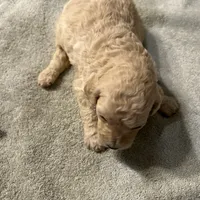 Hope, a female Poodle - Standard  for sale in Temecula, CA – Photo 4 of 4